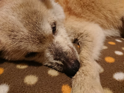f:id:roukenhome-ann:20190204221354j:plain f:id:roukenhome-ann:20190204221354j:plain
