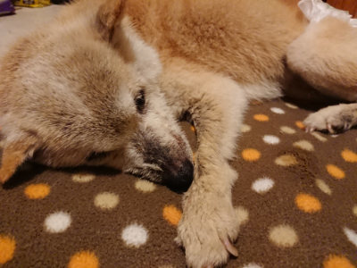 f:id:roukenhome-ann:20190204221412j:plain f:id:roukenhome-ann:20190204221412j:plain