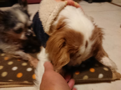 f:id:roukenhome-ann:20190204222052j:plain f:id:roukenhome-ann:20190204222052j:plain