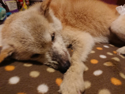 f:id:roukenhome-ann:20190204222125j:plain f:id:roukenhome-ann:20190204222125j:plain