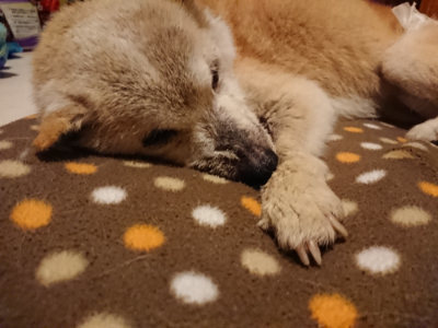 f:id:roukenhome-ann:20190204222154j:plain f:id:roukenhome-ann:20190204222154j:plain