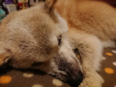 f:id:roukenhome-ann:20190204222200j:plain f:id:roukenhome-ann:20190204222200j:plain