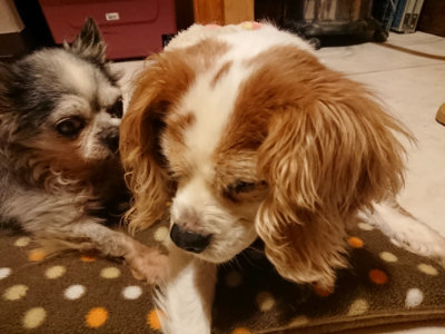 f:id:roukenhome-ann:20190204222231j:plain f:id:roukenhome-ann:20190204222231j:plain