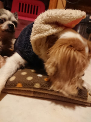 f:id:roukenhome-ann:20190204222331j:plain f:id:roukenhome-ann:20190204222331j:plain