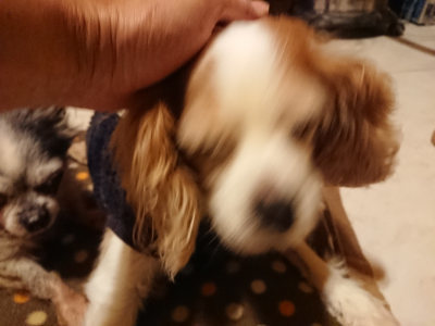 f:id:roukenhome-ann:20190204222336j:plain f:id:roukenhome-ann:20190204222336j:plain