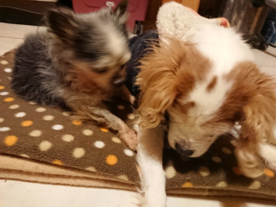 f:id:roukenhome-ann:20190205052325j:plain f:id:roukenhome-ann:20190205052325j:plain