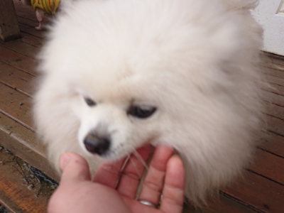 f:id:roukenhome-ann:20190205052333j:plain f:id:roukenhome-ann:20190205052333j:plain