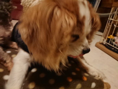 f:id:roukenhome-ann:20190205052353j:plain f:id:roukenhome-ann:20190205052353j:plain