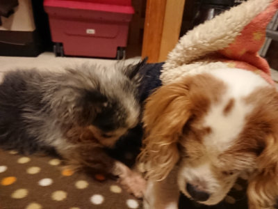 f:id:roukenhome-ann:20190205052411j:plain f:id:roukenhome-ann:20190205052411j:plain