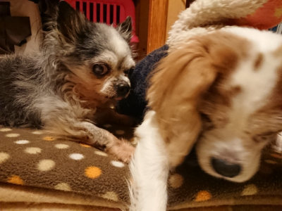 f:id:roukenhome-ann:20190205052416j:plain f:id:roukenhome-ann:20190205052416j:plain