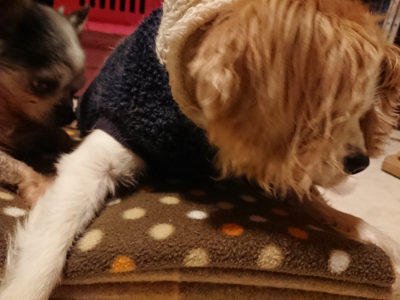 f:id:roukenhome-ann:20190205052422j:plain f:id:roukenhome-ann:20190205052422j:plain