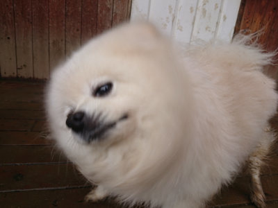 f:id:roukenhome-ann:20190205052427j:plain f:id:roukenhome-ann:20190205052427j:plain