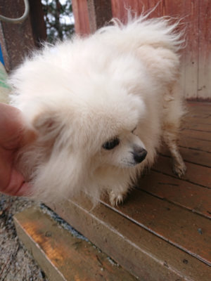 f:id:roukenhome-ann:20190205052431j:plain f:id:roukenhome-ann:20190205052431j:plain