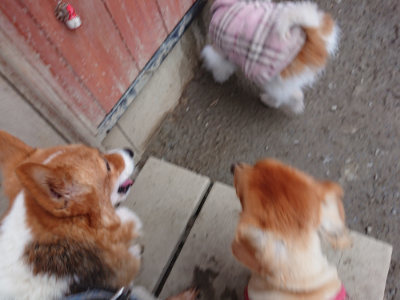 f:id:roukenhome-ann:20190210081448j:plain f:id:roukenhome-ann:20190210081448j:plain