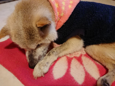 f:id:roukenhome-ann:20190210081531j:plain f:id:roukenhome-ann:20190210081531j:plain