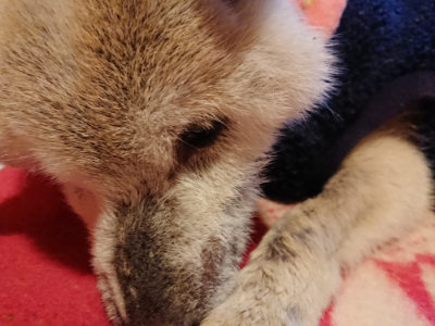 f:id:roukenhome-ann:20190210081644j:plain f:id:roukenhome-ann:20190210081644j:plain