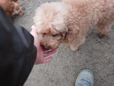 f:id:roukenhome-ann:20190210081846j:plain f:id:roukenhome-ann:20190210081846j:plain