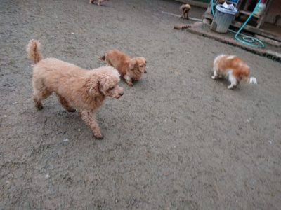 f:id:roukenhome-ann:20190210081945j:plain f:id:roukenhome-ann:20190210081945j:plain
