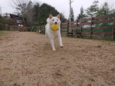 f:id:roukenhome-ann:20190210083642j:plain f:id:roukenhome-ann:20190210083642j:plain