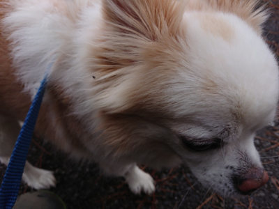 f:id:roukenhome-ann:20190210085801j:plain f:id:roukenhome-ann:20190210085801j:plain