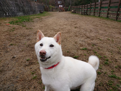 f:id:roukenhome-ann:20190210090524j:plain f:id:roukenhome-ann:20190210090524j:plain