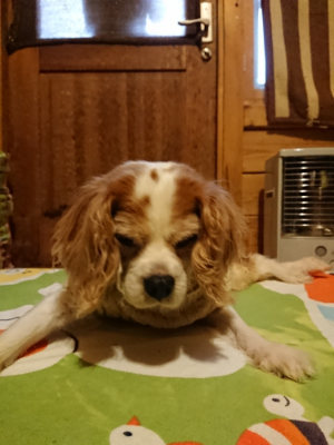 f:id:roukenhome-ann:20190210092303j:plain f:id:roukenhome-ann:20190210092303j:plain