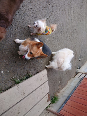 f:id:roukenhome-ann:20190210092717j:plain f:id:roukenhome-ann:20190210092717j:plain