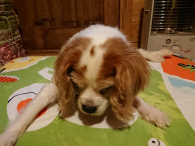 f:id:roukenhome-ann:20190210092723j:plain f:id:roukenhome-ann:20190210092723j:plain