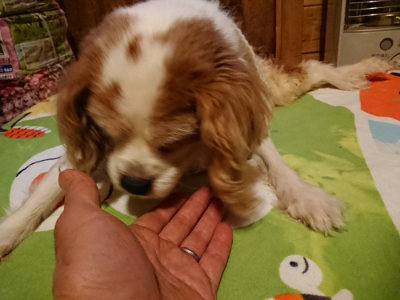 f:id:roukenhome-ann:20190210092811j:plain f:id:roukenhome-ann:20190210092811j:plain