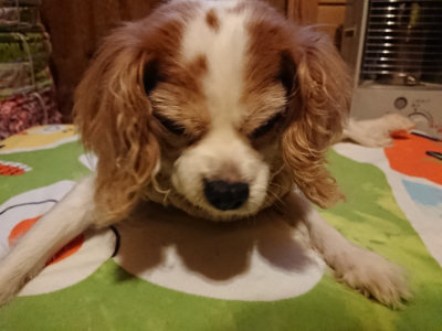f:id:roukenhome-ann:20190210092816j:plain f:id:roukenhome-ann:20190210092816j:plain