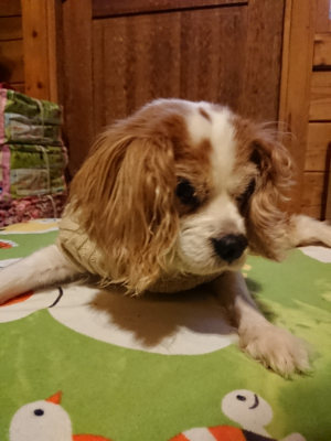 f:id:roukenhome-ann:20190210092821j:plain f:id:roukenhome-ann:20190210092821j:plain