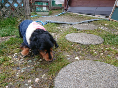 f:id:roukenhome-ann:20190210092832j:plain f:id:roukenhome-ann:20190210092832j:plain