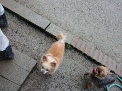 f:id:roukenhome-ann:20190211221214j:plain