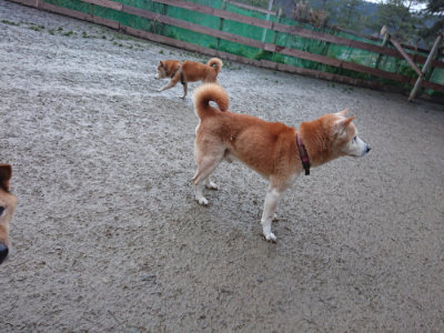 f:id:roukenhome-ann:20190211221548j:plain