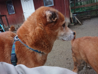 f:id:roukenhome-ann:20190211222918j:plain