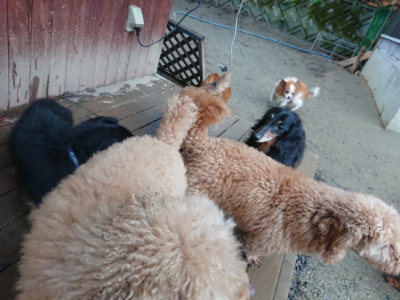 f:id:roukenhome-ann:20190211223000j:plain