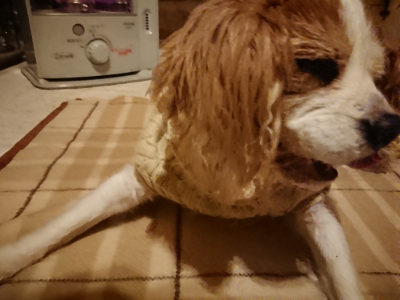 f:id:roukenhome-ann:20190211223020j:plain