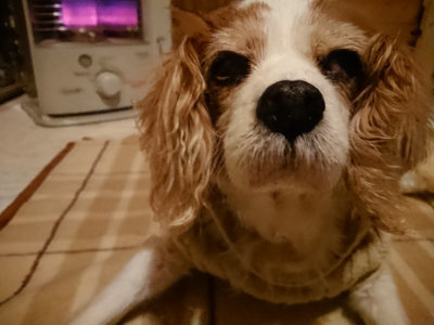 f:id:roukenhome-ann:20190211223059j:plain