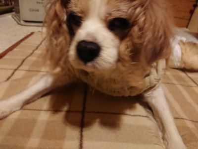 f:id:roukenhome-ann:20190211223114j:plain
