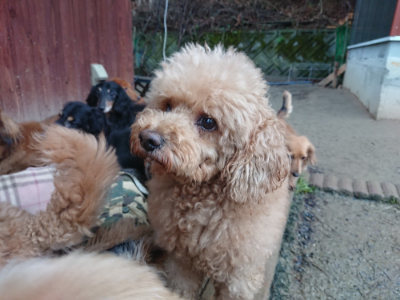 f:id:roukenhome-ann:20190211224459j:plain