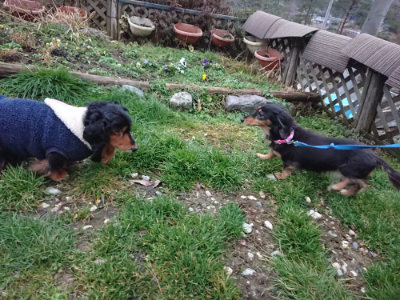 f:id:roukenhome-ann:20190211230533j:plain