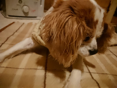 f:id:roukenhome-ann:20190211230801j:plain