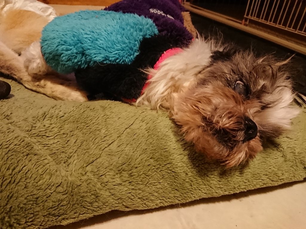 f:id:roukenhome-ann:20190214211637j:plain