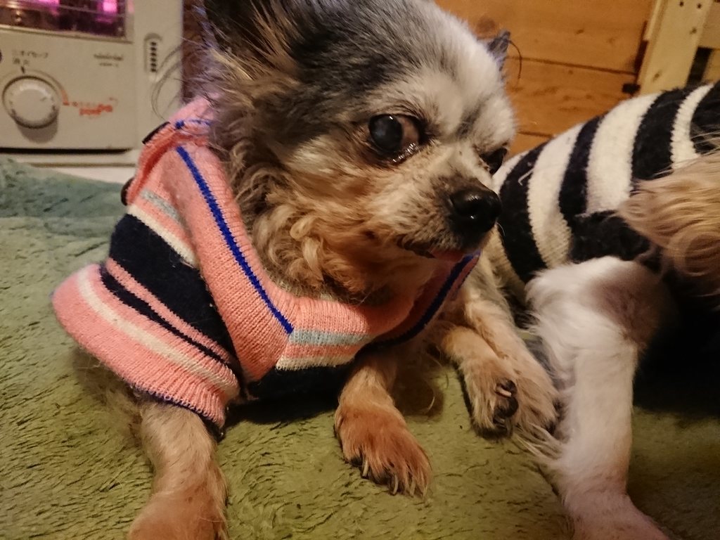 f:id:roukenhome-ann:20190214213019j:plain