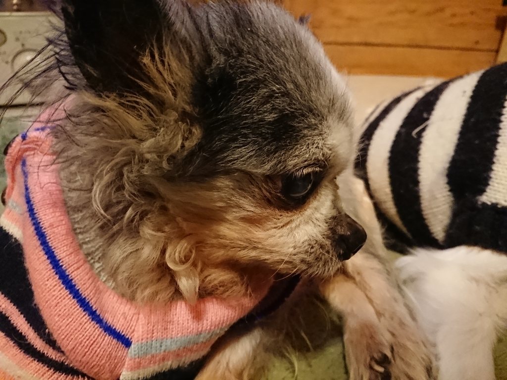 f:id:roukenhome-ann:20190214214213j:plain