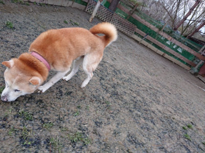 f:id:roukenhome-ann:20190215053753j:plain