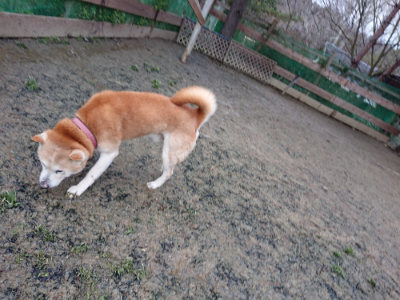 f:id:roukenhome-ann:20190215053858j:plain