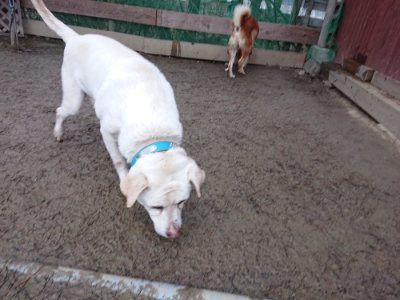 f:id:roukenhome-ann:20190215075440j:plain
