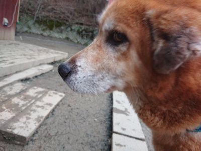 f:id:roukenhome-ann:20190215195217j:plain
