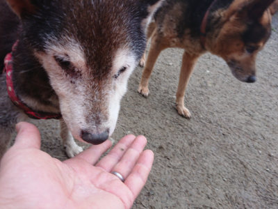 f:id:roukenhome-ann:20190215200031j:plain